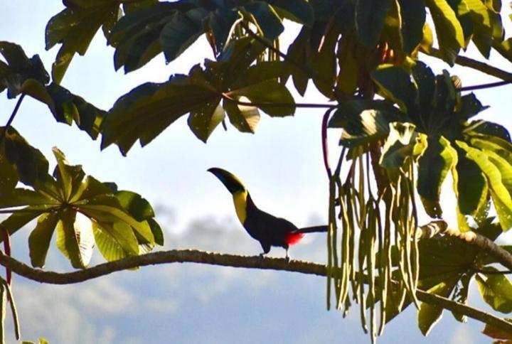 Villa Casitas Eco Bambu Cartago Esterno foto